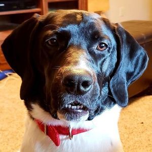 Meet your Posher, Dakota